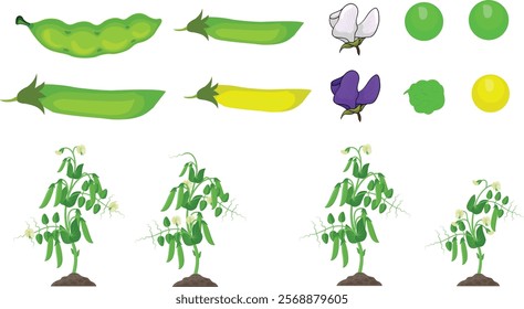 Design of a pea plant with its seeds and flowers