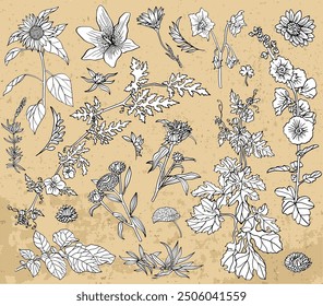 Conjunto de diseño de plantas dibujadas a mano, hierbas y flores contra fondo de textura. Concepto de verano botánico. Ilustración de arte de línea de Vector en estilo de boceto