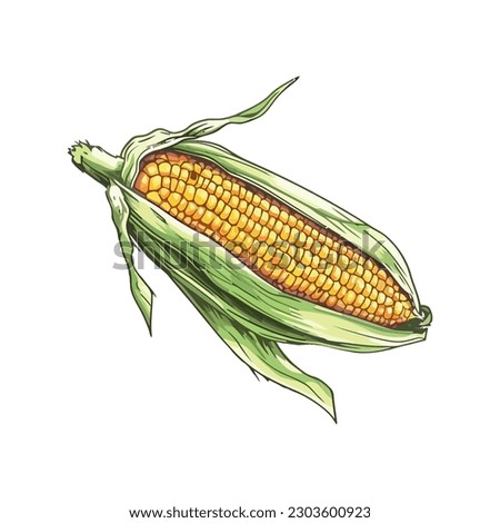 design of sweetcorn on the cob over white