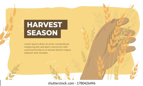 Design template for agriculture or farming. Layout or flyer with farmer holding ears of wheat. Ripe grain in human hand. Man checking crop on field. Harvest season in farm land. Vector illustration