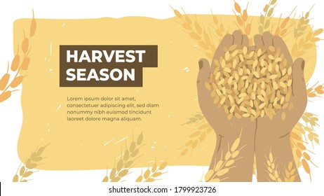 Design template for agriculture or farming. Layout or flyer with farmer hands holding ripe grains of wheat. Agricultural produce. Harvest season in farm land. Handful of cereal vector illustration