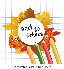 Design template Back to School with branch of rowan and maple leaves for banner or poster. Colorful background with cell and pencil. Vector Illustration.