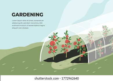 Design template of gardening. Greenhouse with tomato plants. Spring or summer time in garden. Growing vegetables in agriculture. Farming landscape, cultivated land vector illustration. Banner or flyer svg