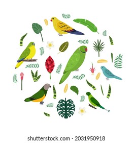 Design template with parrots in circle for kid print. Round composition of tropical birds Neophema, senegal, rose ringed, racket tail. Vector set of jungle life in cartoon style.