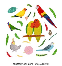 Design template with parrots in square for kid print. Rectangle composition of tropical birds lovebirds, macaw, cockatiel, aratinga and pionus. Vector set of jungle life in cartoon style.