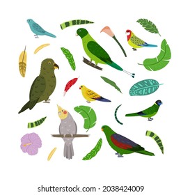 Design template with parrots in square for kid print. Rectangle composition of tropical birds kea, racket tail, red winged, rosella and cockatiel. Vector set of jungle life in cartoon style.