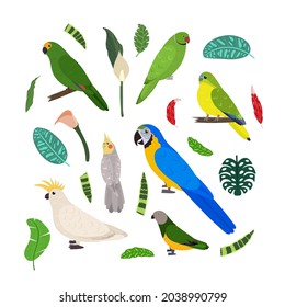 Design template with parrots in square for kid print. Rectangle composition of tropical birds macaw, cockatoo, amazon, senegal and neophema. Vector set of jungle life in cartoon style.
