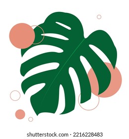 The design is trendy and exotic for the leaf monstera green of nature in the summer botanical jungle for the banner background, decoration, frame, and for illustration.