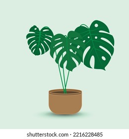 The design is trendy and exotic for the leaf monstera green of nature in the summer botanical jungle for the banner background, decoration, frame, and for illustration.
