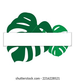 The design is trendy and exotic for the leaf monstera green of nature in the summer botanical jungle for the banner background, decoration, frame, and for illustration.