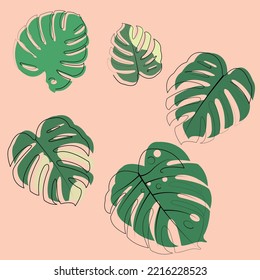 The design is trendy and exotic for the leaf monstera green of nature in the summer botanical jungle for the banner background, decoration, frame, and for illustration.
