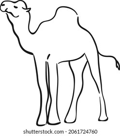 design vector doodle drawing line illustration camel 