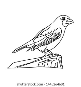design vector illustration of a bird with a line style, and with printable vector..