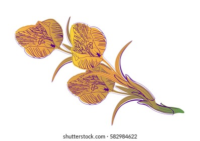 Design Vector, realistic bouquet from water color yellow flowers of a crocus, for a congratulation of spring holidays, isolated on a white background
