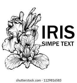 Design for your T-shirt Pattern for coloring book. Hand drawn line art of flower iris. For tattoo 