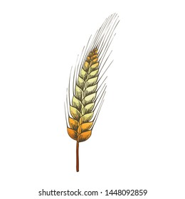 Designed Agriculture Grain Wheat Ripe Spike Vector. Farming Harvest Wheat For Flour And Produce Bread, Cake Or Bakery Product. Organic Growth Color Hand Drawn Illustration