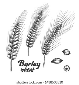 Designed Barley Wheat Spike And Seed Set Vector. Wheat And Oat Cereal Natural Ingredient Element Using In Baking And Alcohol Industry. Monochrome Hand Drawn Collection Of Grain Cartoon Illustration