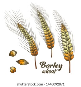 Designed Barley Wheat Spike And Seed Set Vector. Wheat And Oat Cereal Natural Ingredient Element Using In Baking And Alcohol Industry. Color Hand Drawn Collection Of Grain Illustration