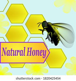 Designer advertising of honey with 
the image of a realistic bee on the 
background of a honeycomb.