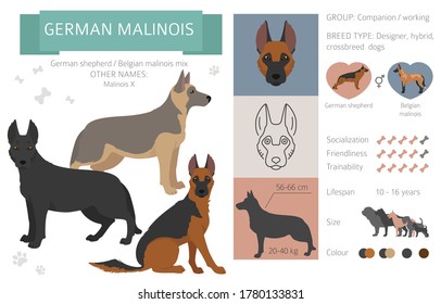 Perros cruzados de diseño. Colección híbrida mixta de poza aislada en blanco. Infografía de clipart de estilo plano de malinois alemán. Ilustración del vector