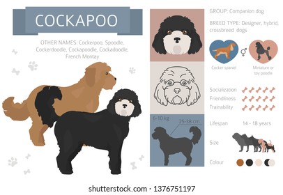 Designer, crossbreed, hybrid mix dogs collection isolated on white. Flat style clipart set. Vector illustration