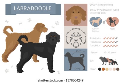 Designer, crossbreed, hybrid mix dogs collection isolated on white. Flat style clipart set. Vector illustration svg