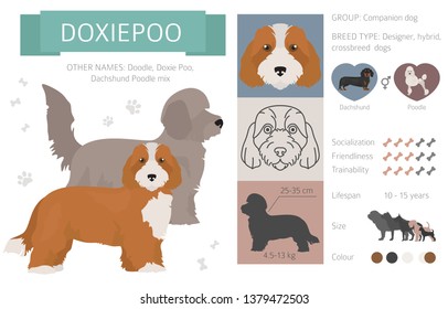 Designer, crossbreed, hybrid mix dogs collection isolated on white. Flat style clipart set. Vector illustration