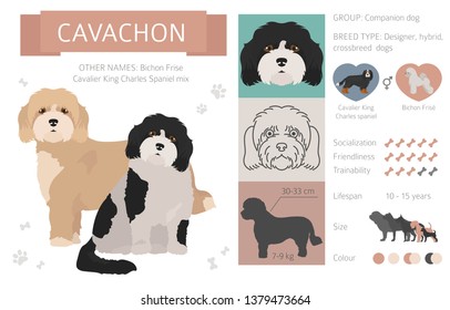 Designer, crossbreed, hybrid mix dogs collection isolated on white. Flat style clipart set. Vector illustration