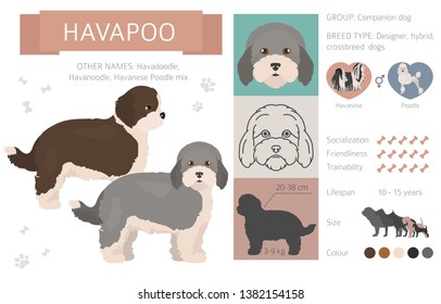 Designer, crossbreed, hybrid mix dogs collection isolated on white. Flat style clipart set. Vector illustration