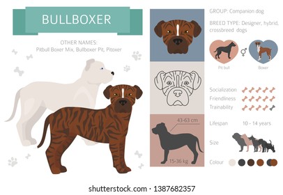 Designer, crossbreed, hybrid mix dogs collection isolated on white. Flat style clipart set. Vector illustration
