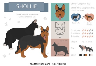 Designer, crossbreed, hybrid mix dogs collection isolated on white. Flat style clipart set. Vector illustration