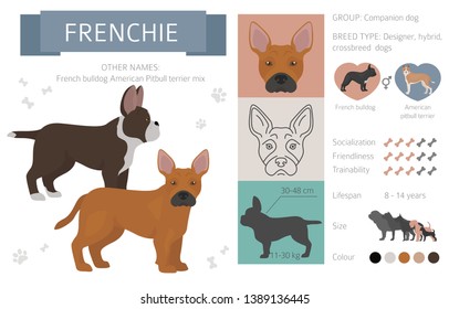 Designer dogs, crossbreed, hybrid mix pooches collection isolated on white. Flat style clipart infographic. Vector illustration