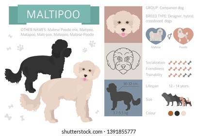 Designer dogs, crossbreed, hybrid mix pooches collection isolated on white. Flat style clipart infographic. Vector illustration