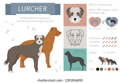 Designer dogs, crossbreed, hybrid mix pooches collection isolated on white. Flat style clipart infographic. Vector illustration svg