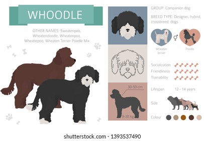 Designer dogs, crossbreed, hybrid mix pooches collection isolated on white. Flat style clipart infographic. Vector illustration