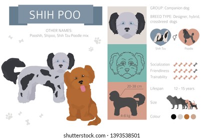 Designer dogs, crossbreed, hybrid mix pooches collection isolated on white. Flat style clipart infographic. Vector illustration