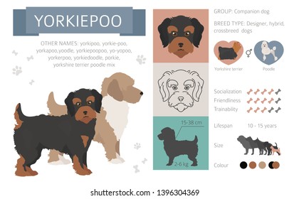 Designer dogs, crossbreed, hybrid mix pooches collection isolated on white. Flat style clipart infographic. Vector illustration