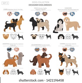 Designer dogs, crossbreed, hybrid mix pooches collection isolated on white. Flat style clipart set. Vector illustration