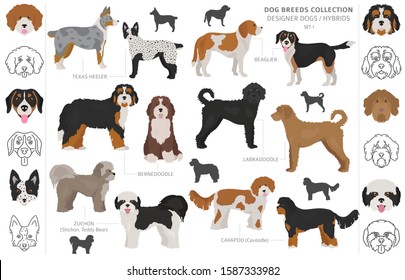 Designer dogs, crossbreed, hybrid mix pooches collection isolated on white. Flat style clipart dog set. Vector illustration svg