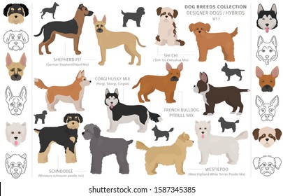 Designer dogs, crossbreed, hybrid mix pooches collection isolated on white. Flat style clipart dog set. Vector illustration