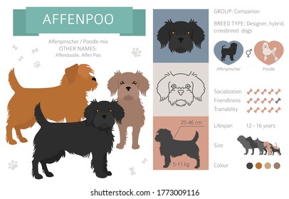 Designer dogs, crossbreed, hybrid mix pooches collection isolated on white. Affenpoo flat style clipart infographic. Vector illustration