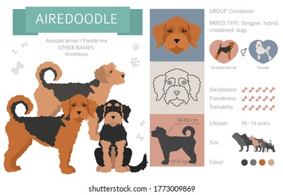 Designer dogs, crossbreed, hybrid mix pooches collection isolated on white. Airedoodle flat style clipart infographic. Vector illustration