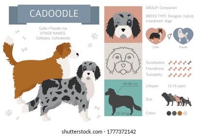 Designer dogs, crossbreed, hybrid mix pooches collection isolated on white. Cadoodle flat style clipart infographic. Vector illustration