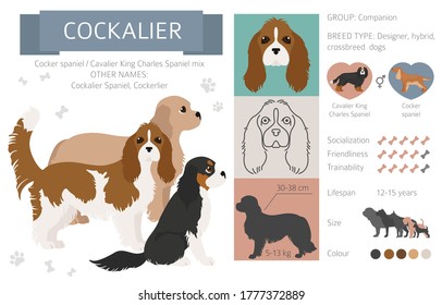 Designer dogs, crossbreed, hybrid mix pooches collection isolated on white. Cockalier flat style clipart infographic. Vector illustration