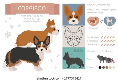 Designer dogs, crossbreed, hybrid mix pooches collection isolated on white. Corgipoo flat style clipart infographic. Vector illustration