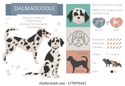 Designer dogs, crossbreed, hybrid mix pooches collection isolated on white. Dalmadoodle flat style clipart infographic. Vector illustration