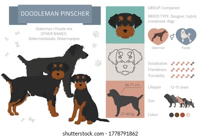 Designer dogs, crossbreed, hybrid mix pooches collection isolated on white. Doodleman pinscher flat style clipart infographic. Vector illustration