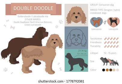 Designer dogs, crossbreed, hybrid mix pooches collection isolated on white. Double doodle flat style clipart infographic. Vector illustration