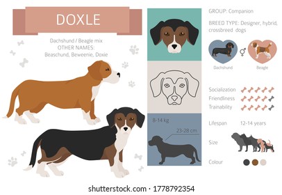 Designer dogs, crossbreed, hybrid mix pooches collection isolated on white. Doxle flat style clipart infographic. Vector illustration