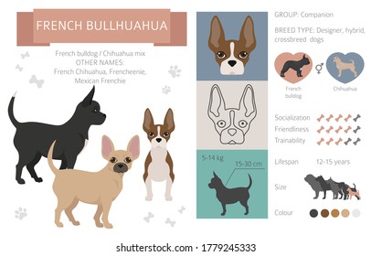 Designer-Hunde, gekreuzte, hybride Mischkästen Sammlung einzeln auf Weiß. Französische bullhuahua-Flachstil-Clip Kunst Infografik. Vektorgrafik